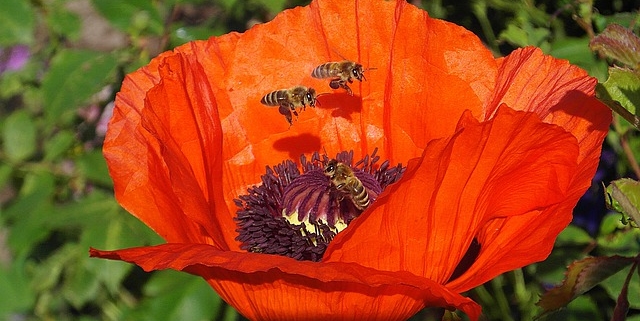 łąka miododajna raj dla pszczół