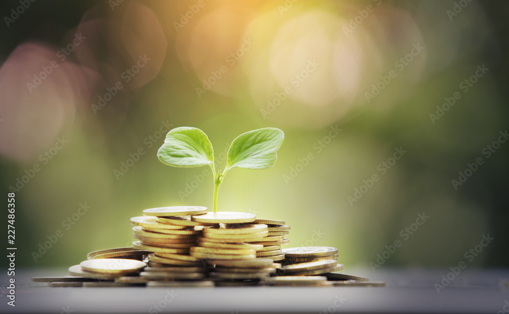small tree with gold coin,business concept